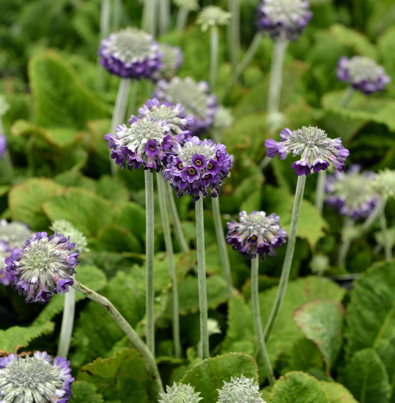  Kopf Primel - Primula Capitata