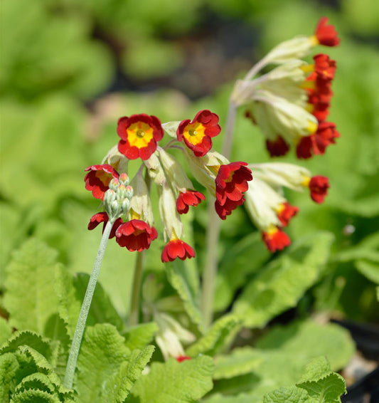 Yunnan Primel - Primula Chungensis