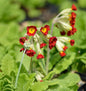  Yunnan Primel - Primula Chungensis
