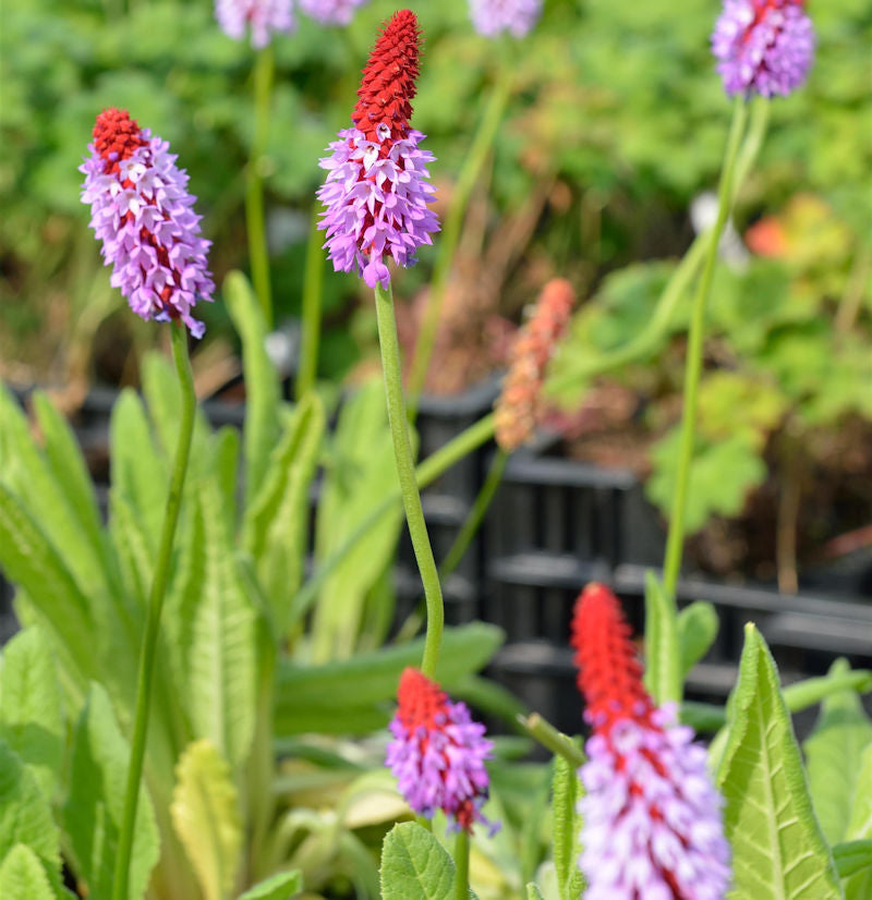  Orchideen Primel - Primula Vialii