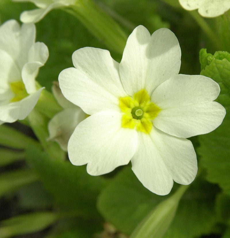  Stängellose Schlüsselblume - Primula Vulgaris