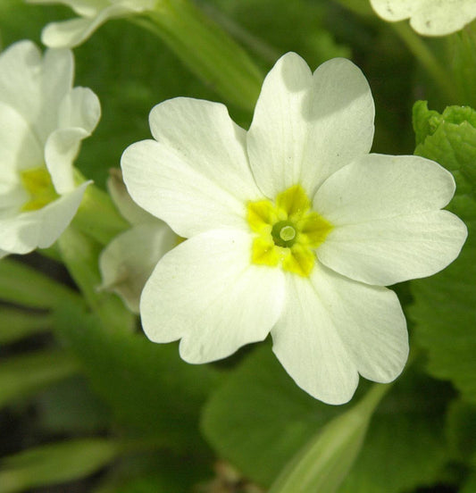  Stängellose Schlüsselblume - Primula Vulgaris