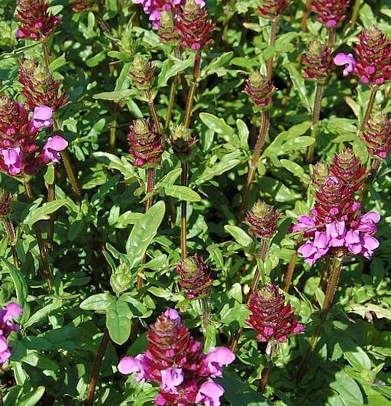  Großblütige Braunelle Gruß An Isernhagen - Prunella Grandiflora