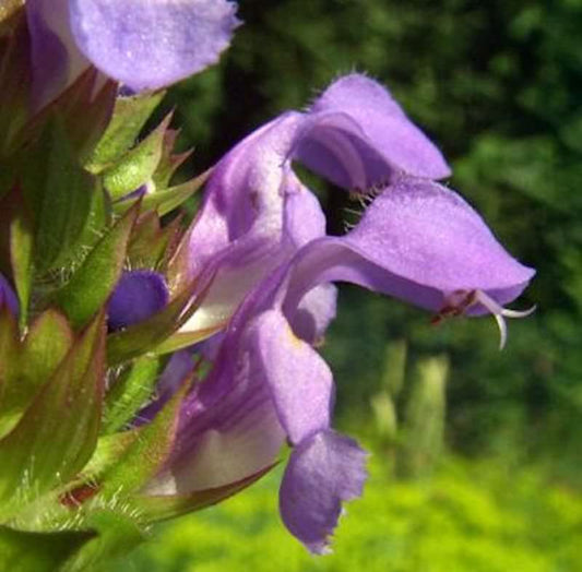  Großblütige Braunelle Loveliness - Prunella Grandiflora