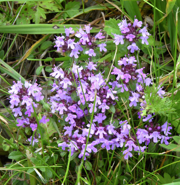  Kleine Braunelle - Prunella Vulgaris