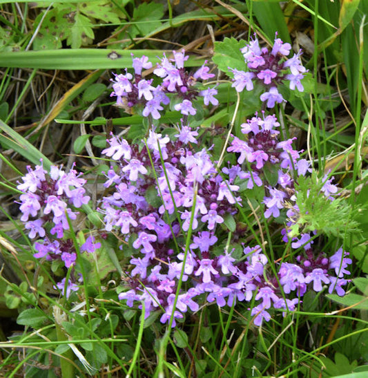  Kleine Braunelle - Prunella Vulgaris