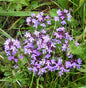  Kleine Braunelle - Prunella Vulgaris