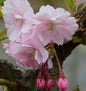  Frühe Zierkirsche 60-80cm - Prunus Accolade