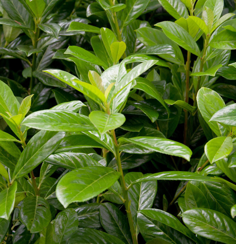  Kirschlorbeer Novita 30-40cm - Prunus Laurocerasus