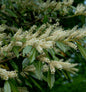 Breitwachsende Lorbeerkirsche Otto Luyken 20-30cm - Prunus Laurocerasus