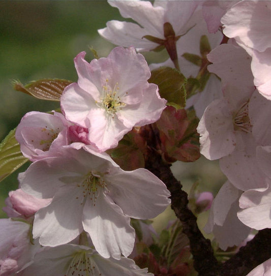  Zwerg Zierkirsche Saki 50-60 Cm - Prunus