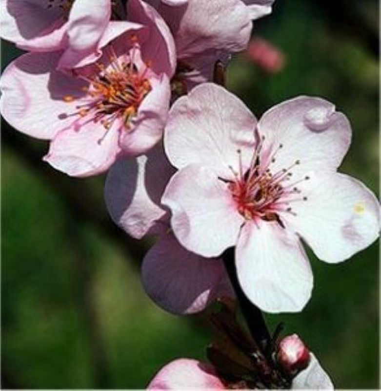 Hochstamm Eßbare Blutpflaume 100-125cm - Prunus Cerasifera