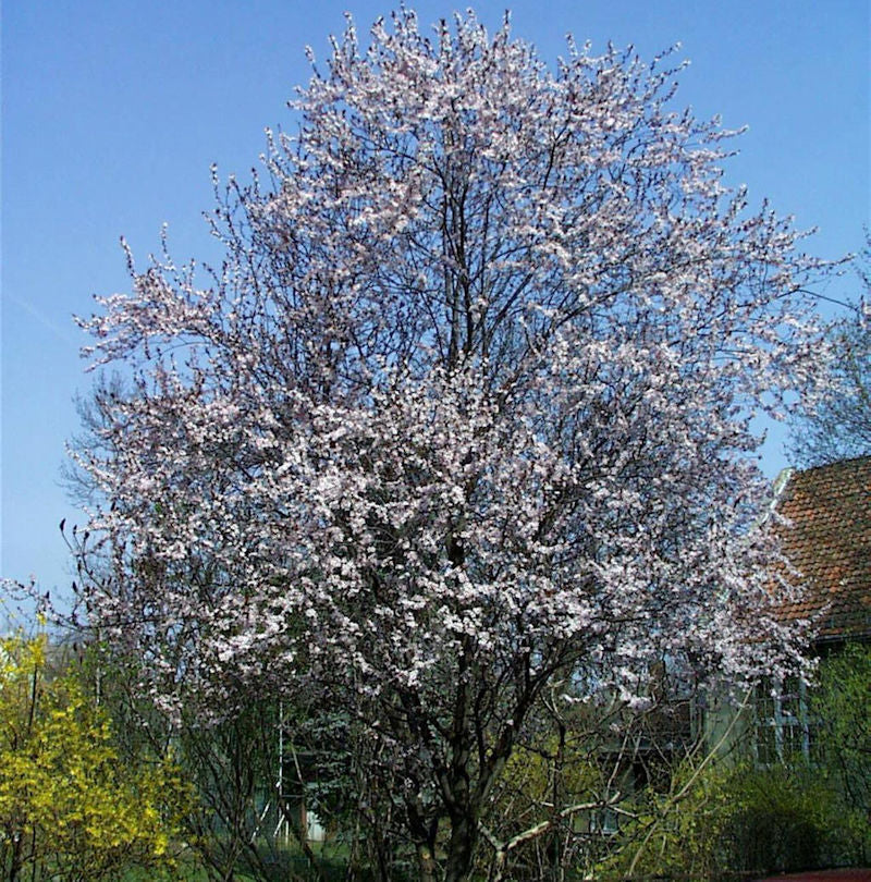  Blutpflaume Woodii 100-125cm - Prunus Cerasifera