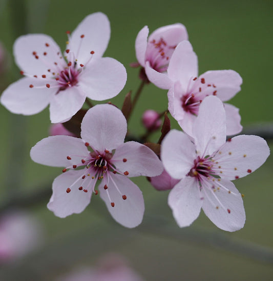  Blutpflaume 100-125cm - Prunus Cerasifera