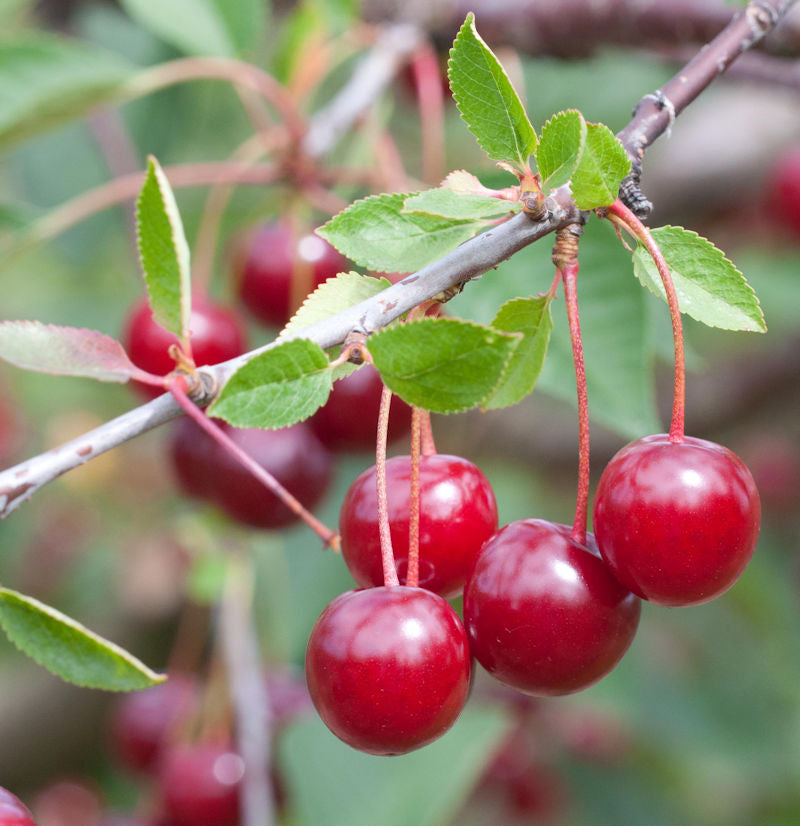  Sauerkirsche Karneol 60-80cm - Rote Saure Früchte