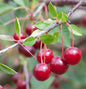 Sauerkirsche Karneol 60-80cm - Rote Saure Früchte