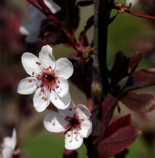  Zwergblutpflaume 30-40cm - Prunus Cistena