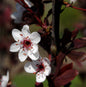  Zwergblutpflaume 40-60cm - Prunus Cistena
