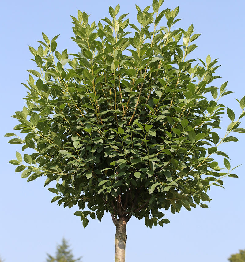  Hochstamm Steppenkirsche Globosa 60-80cm - Prunus Fruticosa