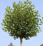  Hochstamm Steppenkirsche Globosa 60-80cm - Prunus Fruticosa