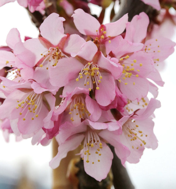  Zwerg Zierkirsche Ruby 40-60cm - Prunus Kurilensis