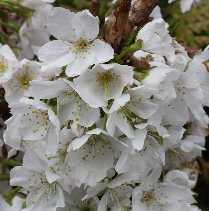  Kurilenkirsche Brillant 60-80cm - Prunus Kurilensis