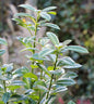  Kirschlorbeer Ani 40-60cm - Prunus Laurocerasus