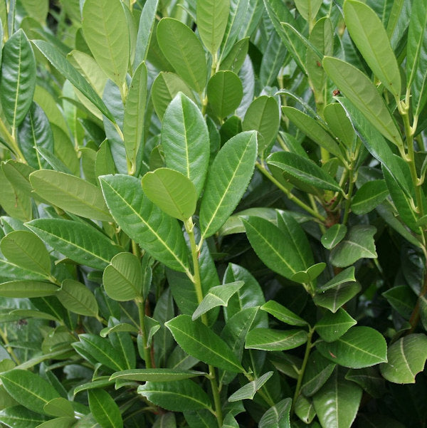  Kirschlorbeer Arktis® 40-60cm - Prunus Laurocerasus