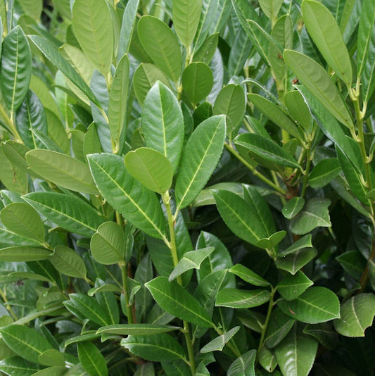  Kirschlorbeer Arktis® 40-60cm - Prunus Laurocerasus