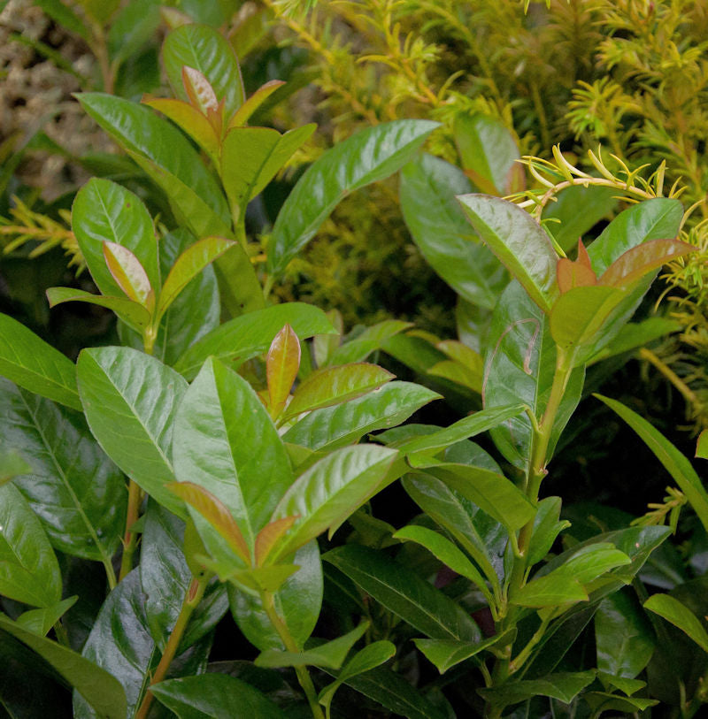  Kirschlorbeer Bonaparte 40-60cm - Prunus Laurocerasus