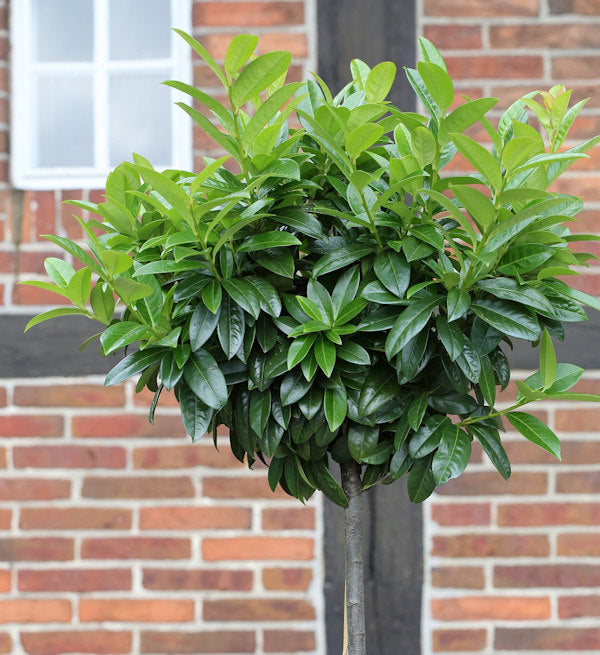  Hochstamm Kaukasische Lorbeerkirsche 125-150cm - Prunus Laurocerasus