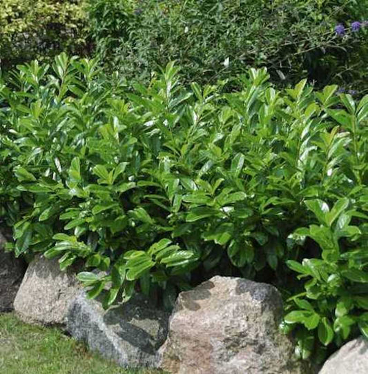  Kirschlorbeer Diana 40-60cm - Prunus Laurocerasus