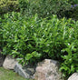  Kirschlorbeer Diana 40-60cm - Prunus Laurocerasus