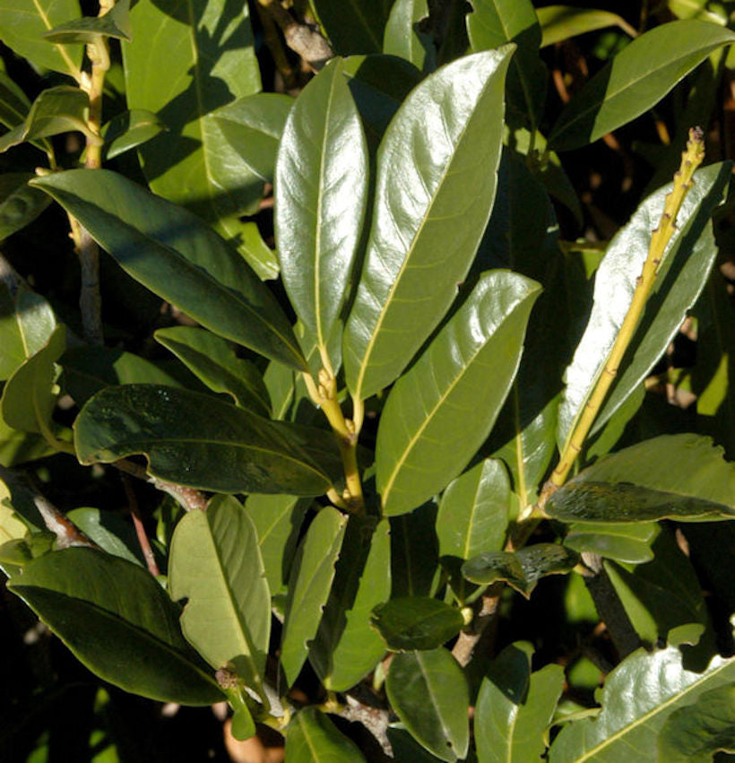  Kirschlorbeer Elly® 125-150cm - Prunus Laurocerasus