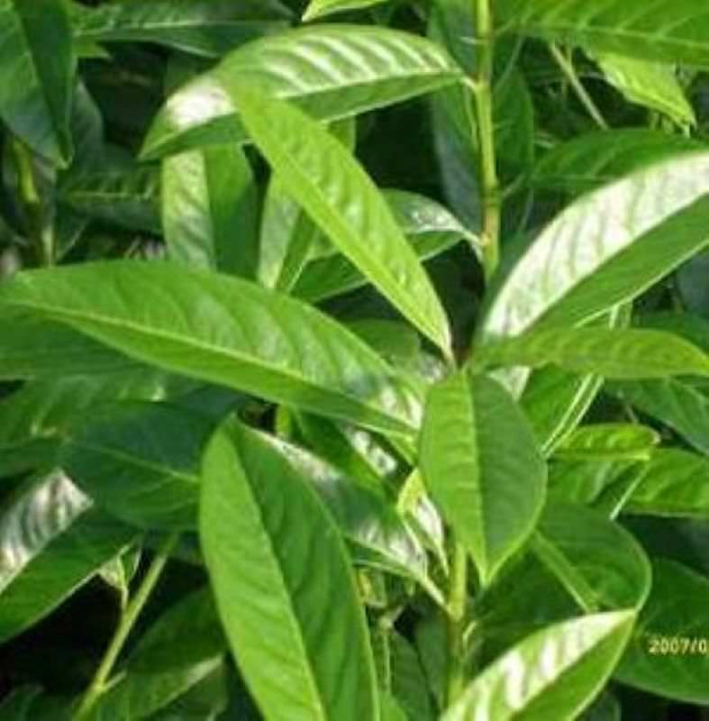  Kirschlorbeer Genolia® 80-100cm - Prunus Laurocerasus