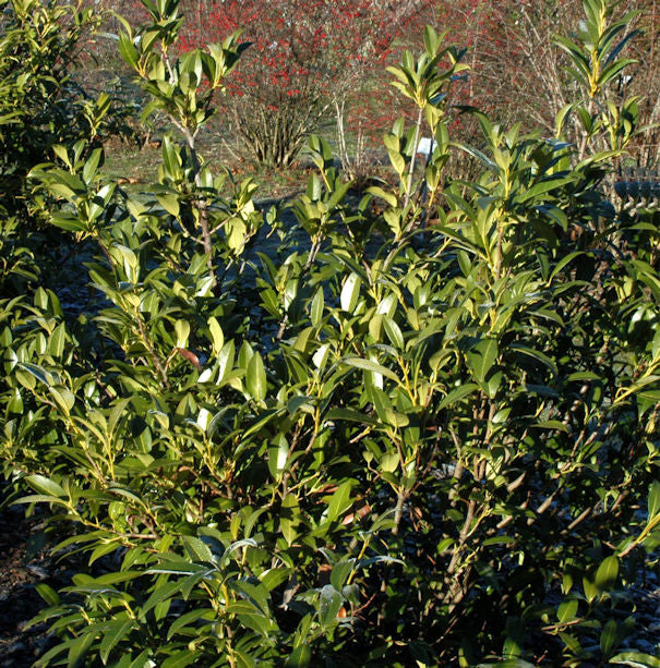  Aufrechte Lorbeerkirsche 125-150cm - Prunus Laurocerasus