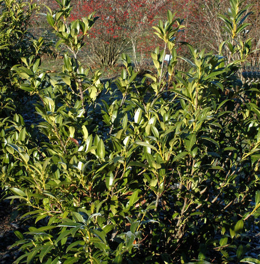  Aufrechte Lorbeerkirsche 125-150cm - Prunus Laurocerasus