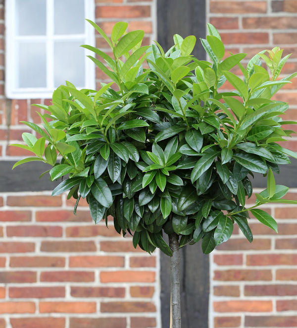  Hochstamm Lorbeerkirsche Kleopatra® 100-125cm - Prunus Laurocerasus