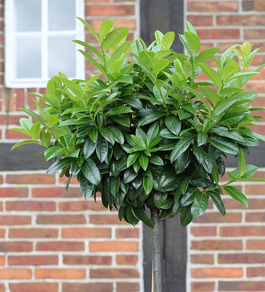  Hochstamm Lorbeerkirsche Kleopatra® 100-125cm - Prunus Laurocerasus