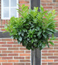  Hochstamm Lorbeerkirsche Kleopatra® 100-125cm - Prunus Laurocerasus