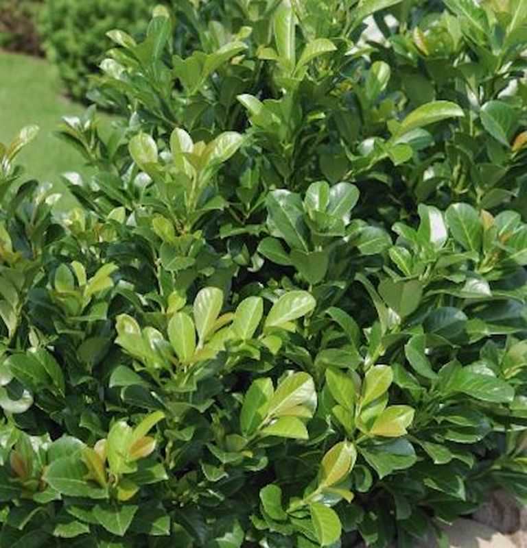  Lorbeerkirsche Kleopatra® 40-60cm - Prunus Laurocerasus