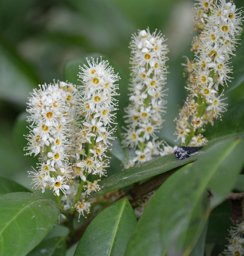  Kirschlorbeer Miniredia® 40-60cm - Prunus Laurocerasus