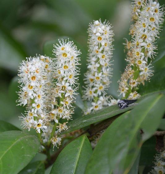  Hochstamm Kirschlorbeer Miniredia® 60-80cm - Prunus Laurocerasus