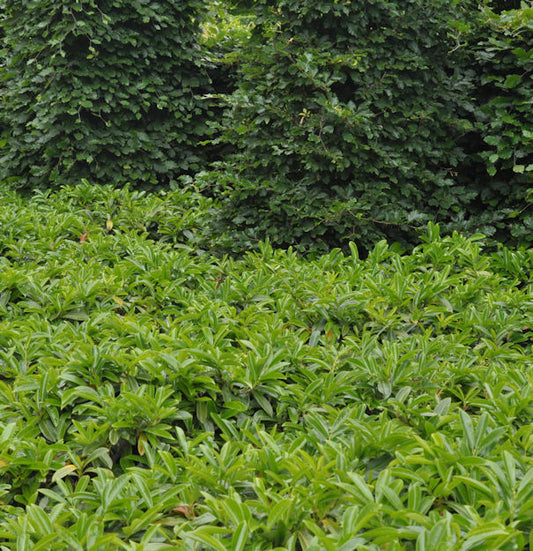  Bodendecker Lorbeerkirsche Mount Vernon 40-60cm - Prunus Laurocerasus