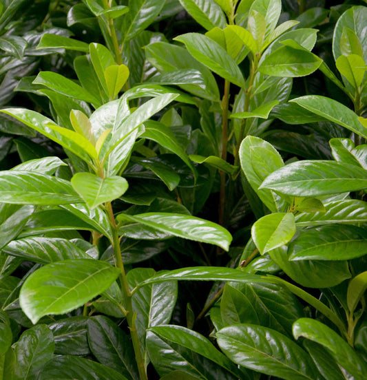  Kirschlorbeer Obelisk® 60-80cm - Prunus Laurocerasus