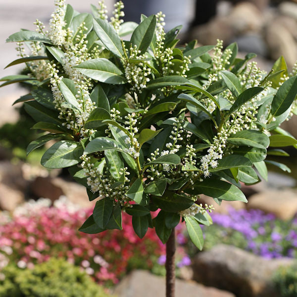  Hochstamm Zwerglorbeerkirsche Piri 60-80cm - Prunus Laurocerasus