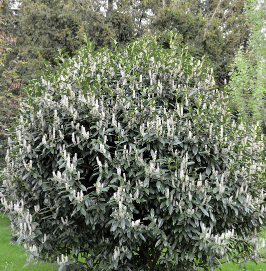  Kirschlorbeer Reynvaanii 60-80cm - Prunus Laurocerasus
