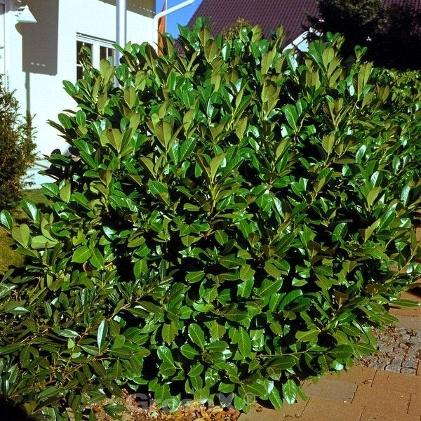  Kirschlorbeer Rotundifolia 30-40cm - Prunus Laurocerasus