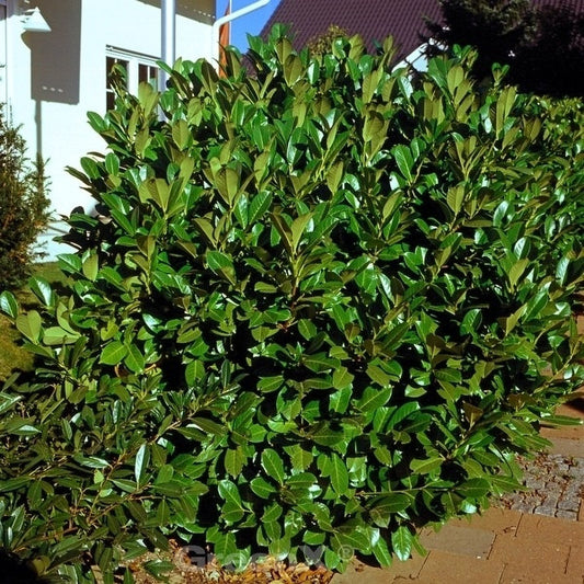  Kirschlorbeer Rotundifolia 125-150cm - Prunus Laurocerasus