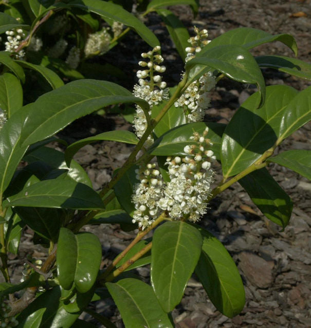  Großblättrige Lorbeerkirsche 60-80cm - Prunus Laurocerasus